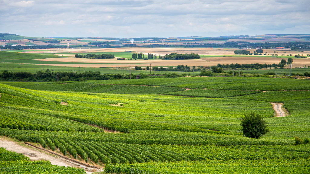 Les meilleurs spots pour faire du VTC/VTT autour de Reims 